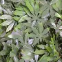 Palissade Aralia artificielle 2 m x 1 m modulable - feuille