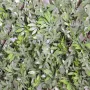 Palissade Aralia artificielle 2 m x 1 m modulable - feuillage