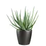 ALOEVERA artificiel 55 et 70 cm en pot