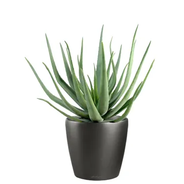 ALOEVERA artificiel 55 et 70 cm en pot