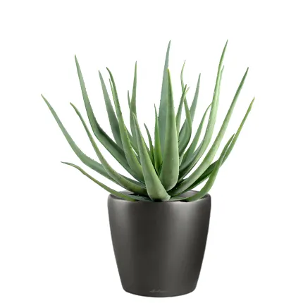 ALOEVERA artificiel 55 et 70 cm en pot