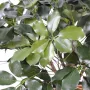 SCHEFFLERA artificiel BUISSON  90 cm - feuille