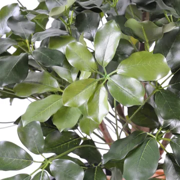 SCHEFFLERA artificiel BUISSON  90 cm - feuille