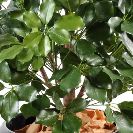 SCHEFFLERA artificiel BUISSON  90 cm - tronc