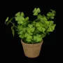TREFFLE OXALIS vert artificiel en pot 25 cm - sur  fond noir