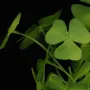 TREFFLE OXALIS vert artificiel en pot 25 cm - feuille détail