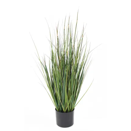 onion grass bambou 90 cm