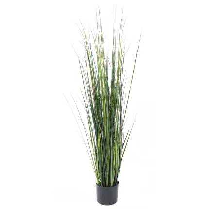 onion grass bambou 120 cm