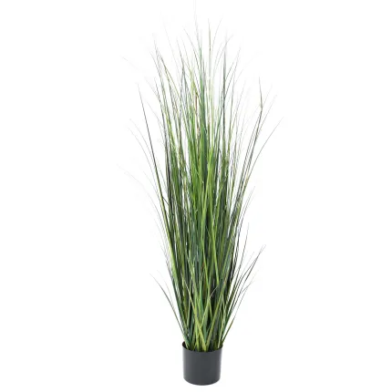 onion grass bambou 150 cm