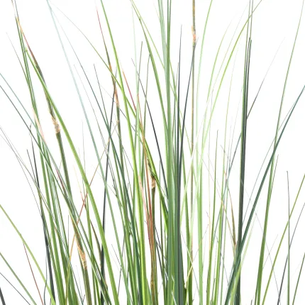 onion grass bambou 90 à 150 cm pointe