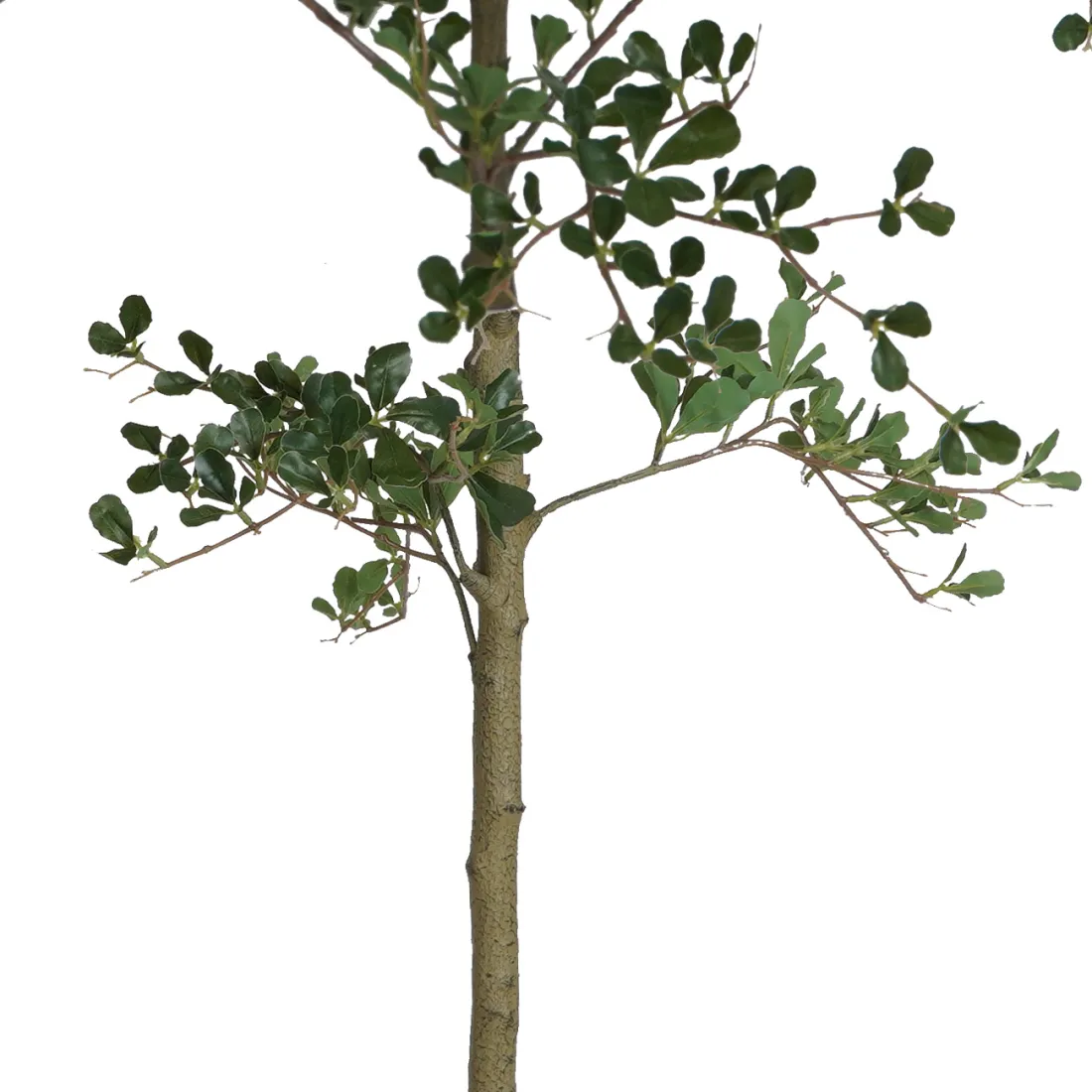 BUCIDA Buceras artificiel 210 cm tronc