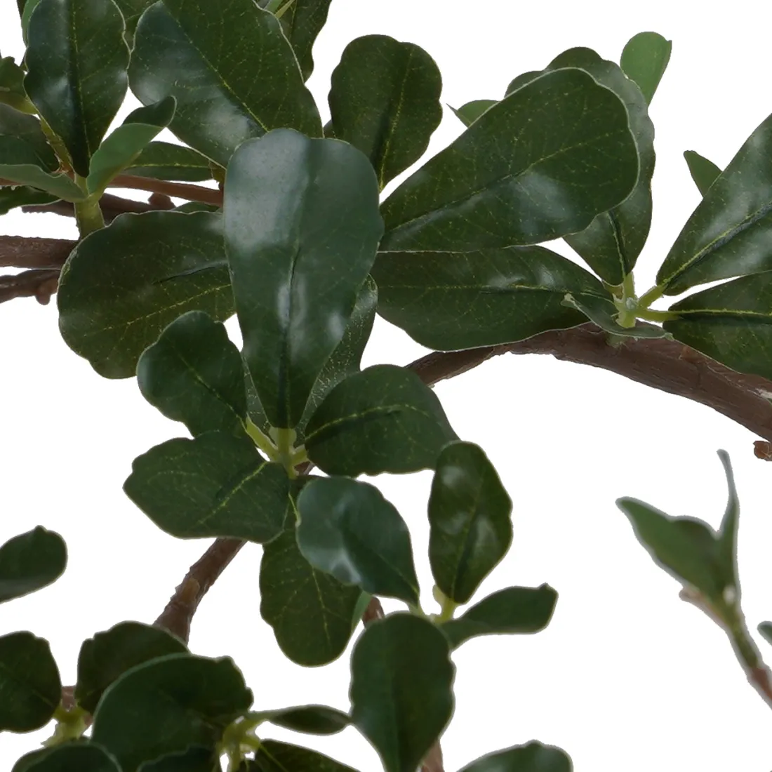 BUCIDA Buceras artificiel 210 cm - feuilles