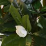 MAGNOLIA artificiel fleuri 180 cm - fleurs