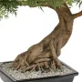 pot et tronc BONSAI artificiel ARALIA 95 cm