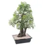 BONSAI artificiel ARALIA 80 cm - de dos