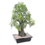 BONSAI artificiel ARALIA 80 cm