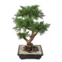 BONSAI artificiel JUNIPERUS en coupe  75 cm - de dos