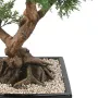BONSAI artificiel JUNIPERUS en coupe  75 cm - tronc