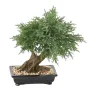 BONSAI artificiel JUNIPERUS en coupe  30 cm