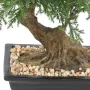 BONSAI artificiel JUNIPERUS en coupe  30 cm - tronc