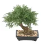 BONSAI artificiel JUNIPERUS en coupe  30 cm de dos