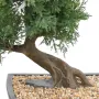 BONSAI artificiel JUNIPERUS en coupe  55 cm - tronc