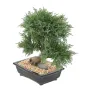 BONSAI artificiel JUNIPERUS en coupe  55 cm - de coté