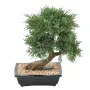 BONSAI artificiel JUNIPERUS en coupe  55 cm  - de dos