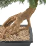 BONSAI artificiel JUNIPERUS en coupe  60 cm - tronc