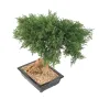 BONSAI artificiel JUNIPERUS en coupe  60 cm - vu dessus