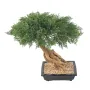 BONSAI artificiel JUNIPERUS en coupe  60 cm - de dos