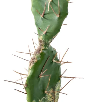 CACTUS artificiel en pot 34 cm - détails épines