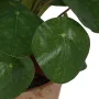 PILEA artificiel  22 cm en pot - feuilles