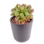 SUCCULENTE artificielle 17 cm en pot