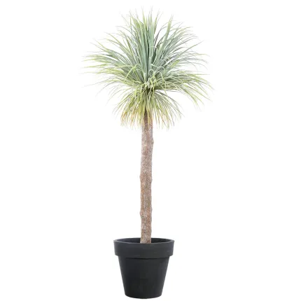 YUCCA artificiel géant 240 cm en pot
