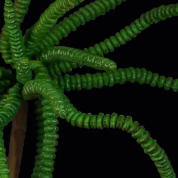 CRASSULA artificiel 30 cm - détail