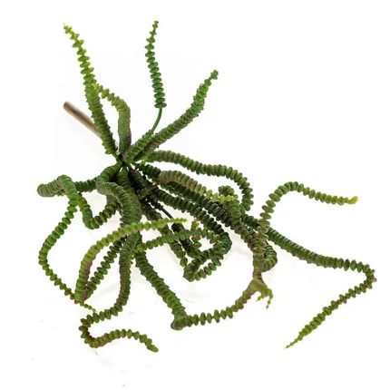 CRASSULA artificiel 30 cm