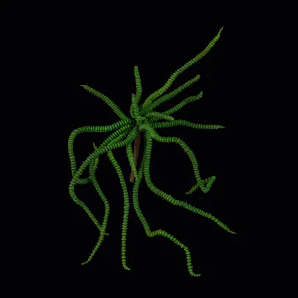 CRASSULA artificiel 30 cm sur fond