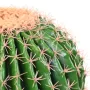 ECHINOCACTUS artificiel DIAM 35 cm - détails