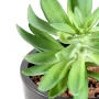 SUCCULENTES artificielles 20 cm diam 16 cm - détails