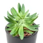 SUCCULENTES artificielles 20 cm diam 16 cm en pot