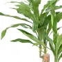 feuilles DRACENA Fragrans artificiel ou DRACAENA 60 cm