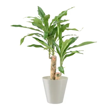 DRACENA artificiel (ou DRACAENA) stud 60 cm en pot