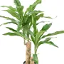 DRACENA Fragrans artificiel ou DRACAENA 60 cm - feuillage