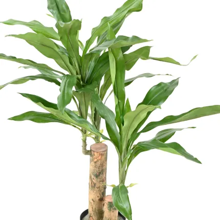 DRACENA Fragrans artificiel ou DRACAENA 60 cm - feuillage