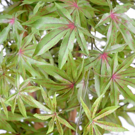 ERABLE artificiel DE LUXE (Aralia)  150 et 180 cm gold - feuillage