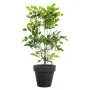 PALISSANDRE artificiel plast 120 cm en pot