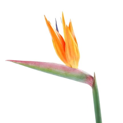 STRELITZIA ARTIFICIEL 89 cm - tête