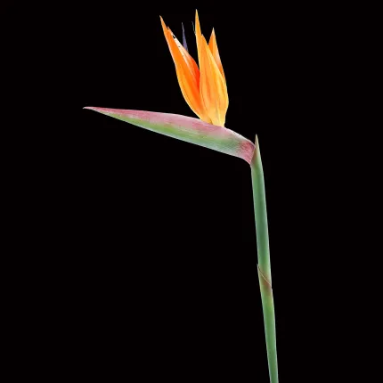 STRELITZIA ARTIFICIEL 89 cm sur fond noir