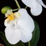 composition ORCHIDEE artificielle 18 cm blanc - détail fleur